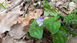 Anémone Hépatica (Hepatica nobilis)