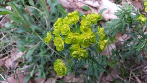 Euphorbe Petit Cyprès Euphorbia cyparissias