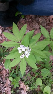 Cardamine heptaphylla