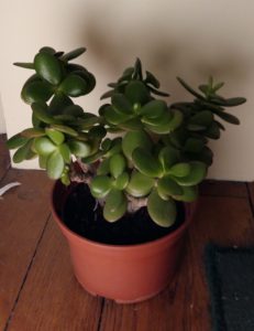 crassula_ovata