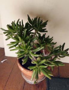 crassula_ovata_gollum